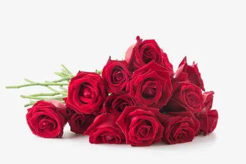 玫瑰花怎么养才不会很快枯萎 ec2a19f8823246e082f06102a5e160fe.jpeg