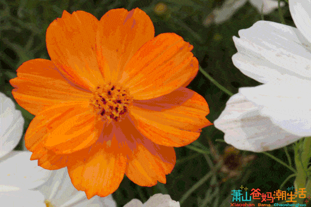 探寻湘湖第一波荷花的途中,意外收获了成片成片的花海