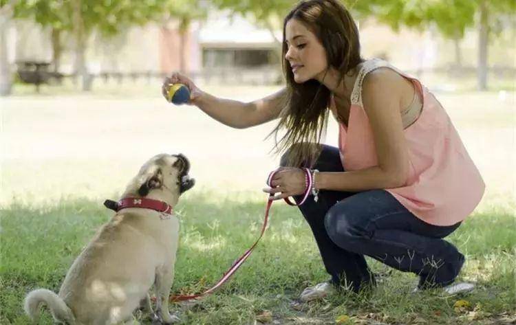 狗为啥会突然嚎叫 0e387e5c2fd24ad9885744914fc431dc.jpeg