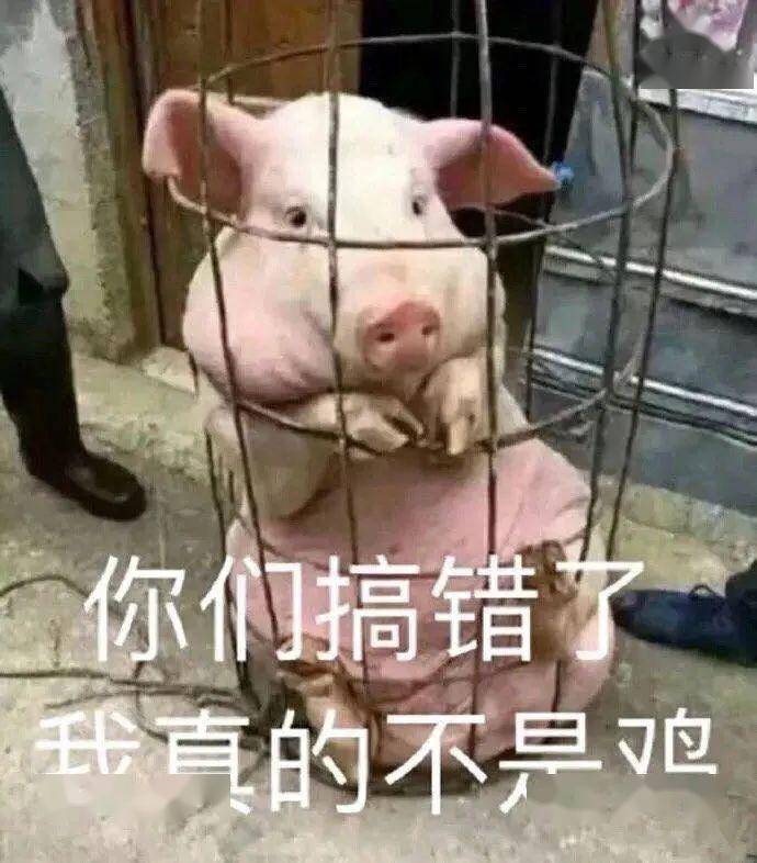 今日份斗图表情包:请你动用你的猪脑子,好吗?
