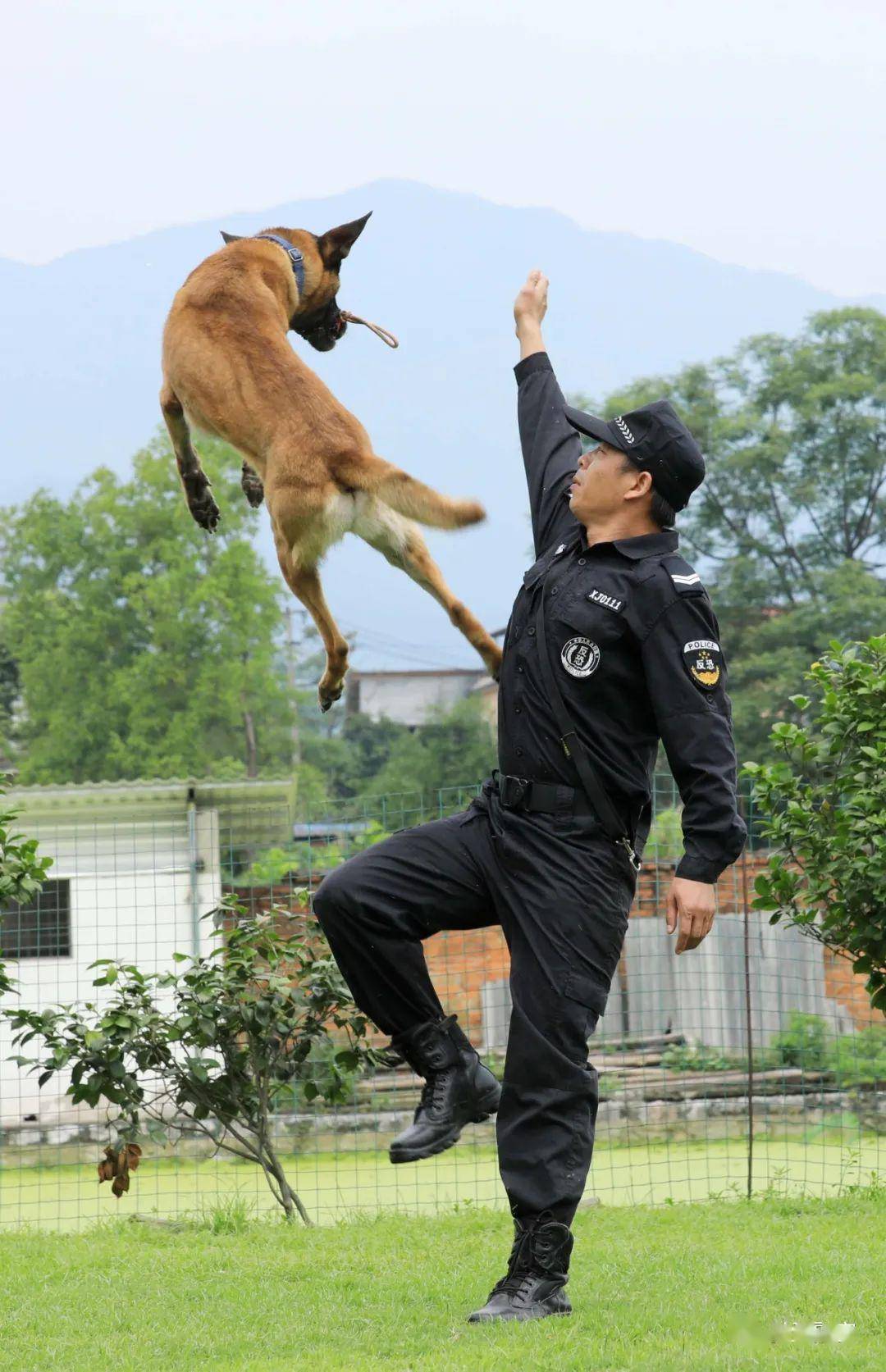 广西柳州:训导员警犬高温"练兵"