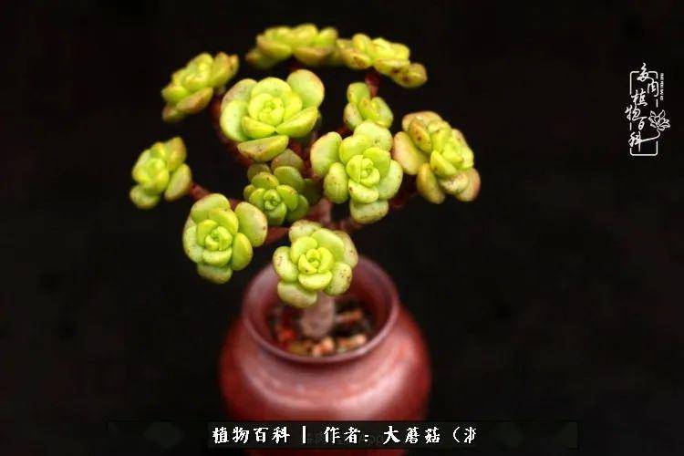 拇指盆控养多肉 5f196e741452468d840a8d7c13671513.jpeg