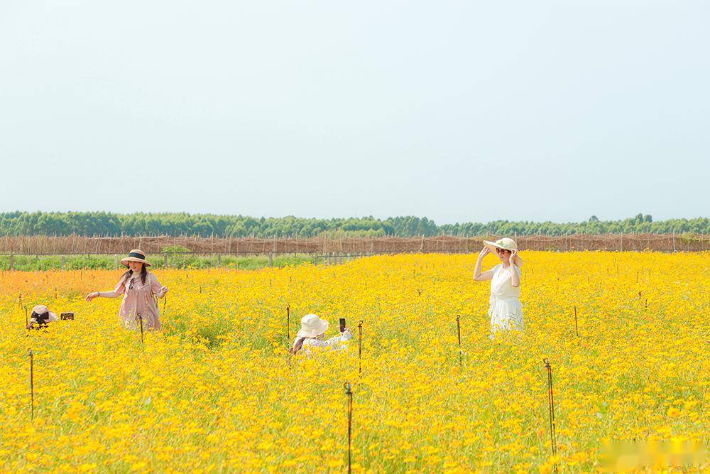 北海赤西村又刷屏了这片宝藏花海惊艳你的朋友圈