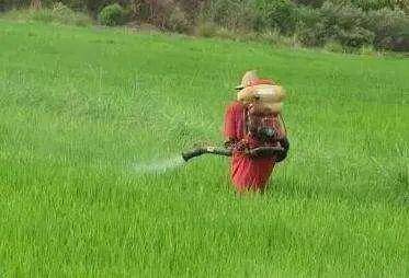 一天中打农药最好的时间是几点?有露水比没露水打,杂草死得更快!