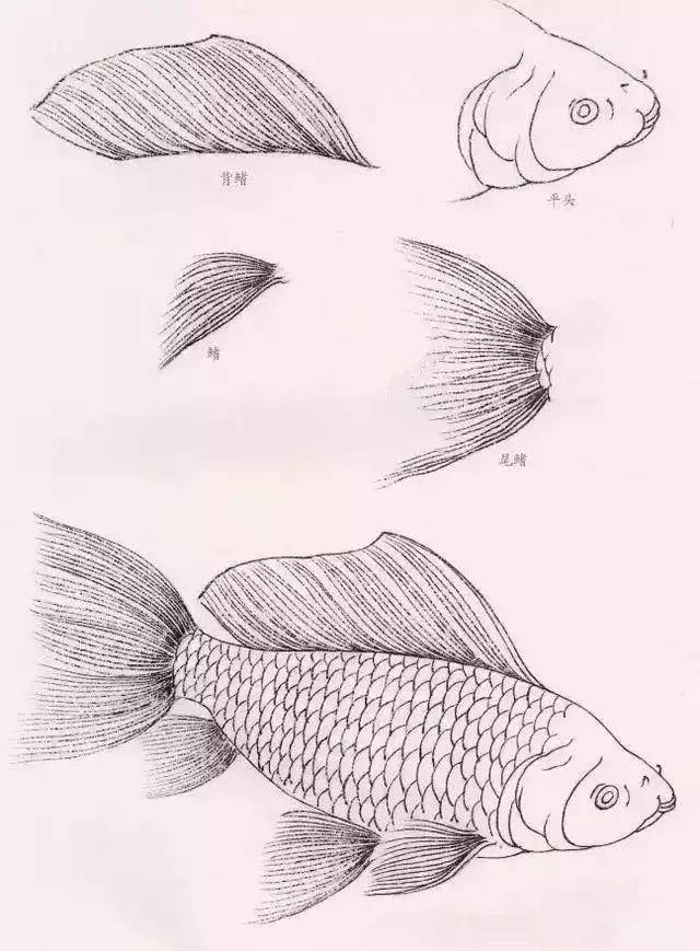 图文教程:金鱼工笔画法