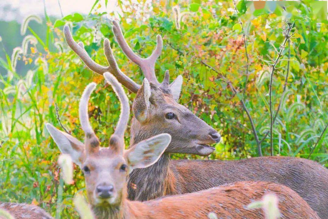 鹿儿童画像 1143cb6c483f4268828f40f2d7b60073.jpeg