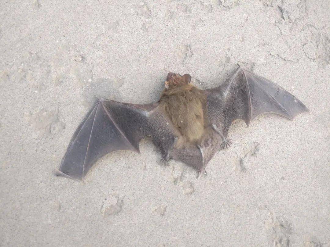 呼市蒙鑫国际后院内发现一只幼蝙蝠仔大家出行一定要小心