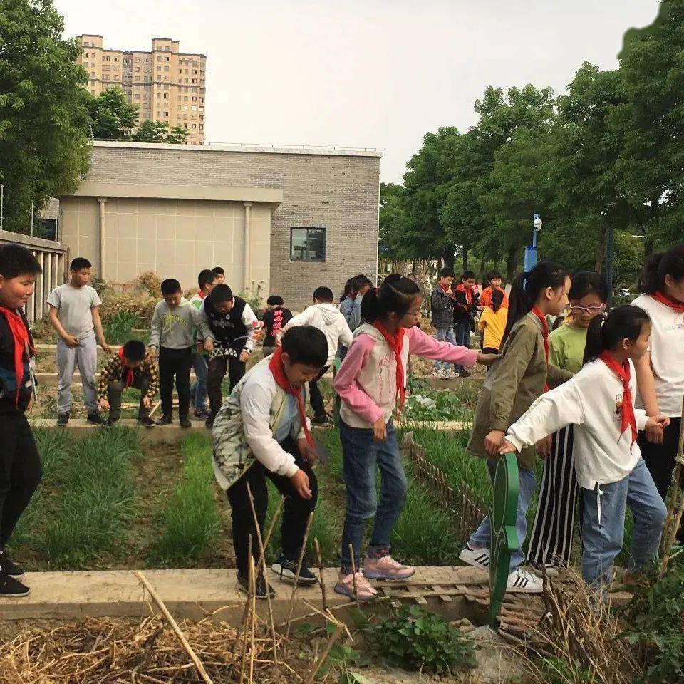 伍佑小学将开心农场搬进校园,让学生体验劳动乐趣