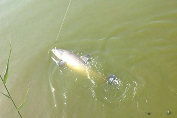 怎样钓青鱼最容易上钓 3b429309ab544fcbb7e65dbe79c5d544.jpeg