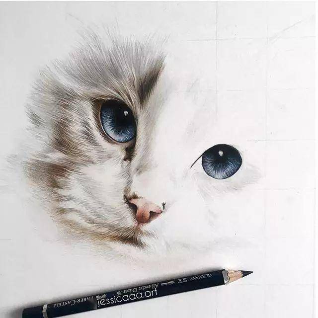 教程| 彩铅画一只漂亮的猫咪