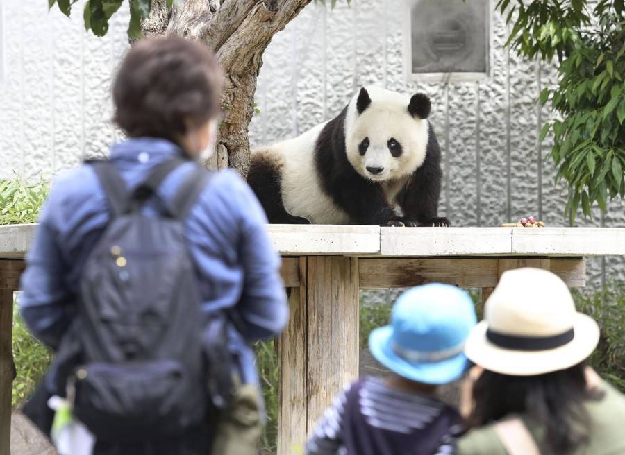 神户|旅日20年的大熊猫旦旦7月将回国，日本游客冒疫情抽签告别