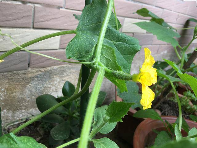 阳台盆栽黄瓜,3个种植技巧,6月花多叶茂,结满瓜