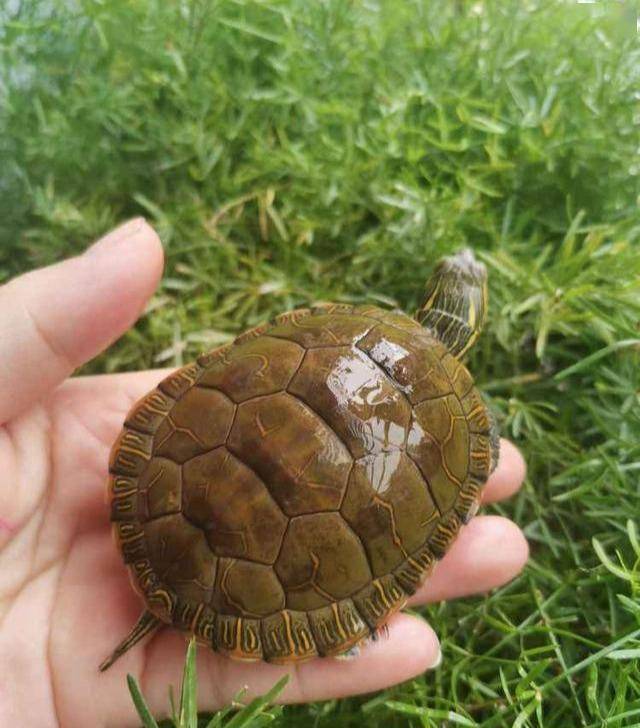 巴西龟其实从外表,花纹上,并不是很好看,小时候看着还行,但等长大后