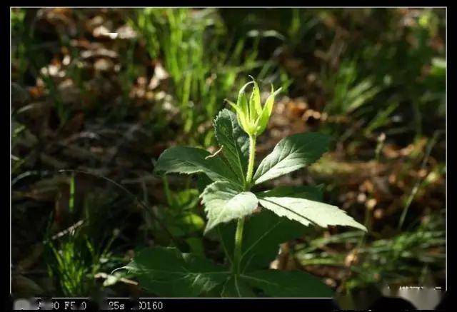 塔河野生植物图解19