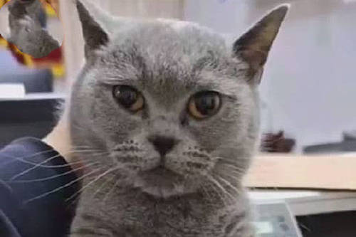 短剧中的猫猫女友，一段温馨的都市爱情故事