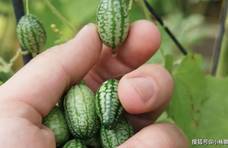 世界最“奇葩”的西瓜，第1种不够吃，最后1种土豪不一定舍得吃