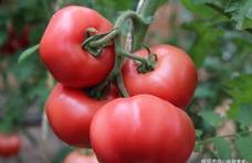 选西红柿时，“这3种”不要买，老菜农透露：吃再多也是白吃！