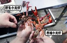 小龙虾重金属超标？购买15斤小龙虾送去检测，结果到底怎么样？