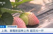 菠萝味草莓一斤150元，网友：要不直接买菠萝吃呢？