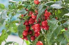 口感西红柿怎么种植？掌握这6点，种出的西红柿产量高，口感好