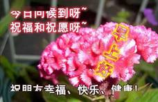 6月最新早上好表情动态图片带字和鲜花,早上好问候祝福动态图片