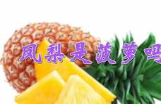 都是名字惹的祸！菠萝和凤梨到底是不是同一种水果？