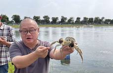 今夏高温会影响上海大闸蟹品质吗？专家：崇明清水蟹产量可达100万斤，“咸鲜香”风味俱佳