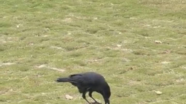 你相信乌鸦叼石头填瓶喝水是生物本能吗?