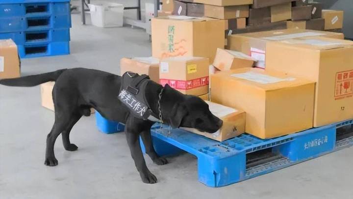 海关工作犬嗅出6只活体甲虫,你觉得这个物种是外来物种吗?