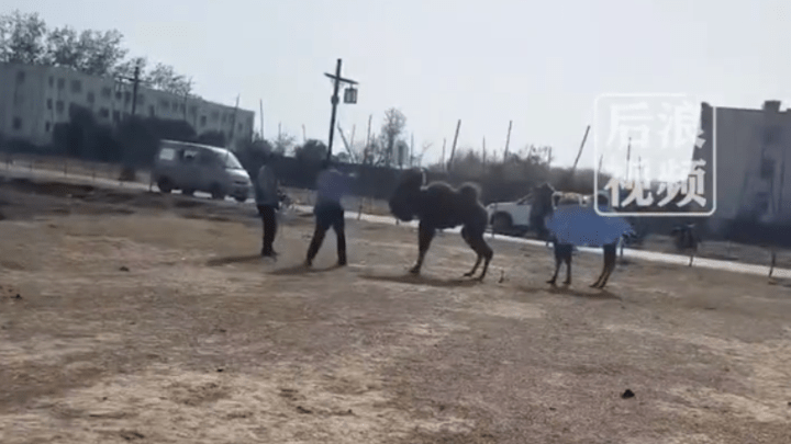 景区骆驼被轮番棒打,如果你在场,你会及时制止吗?