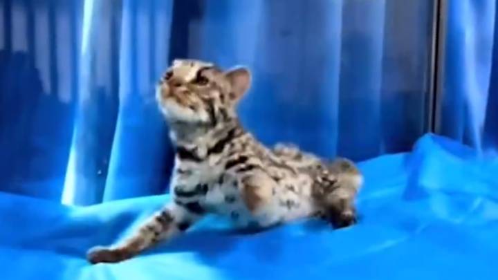 二级保护动物豹猫疑遭小孩殴打,重庆动物园已度过危险期,你怎么看?