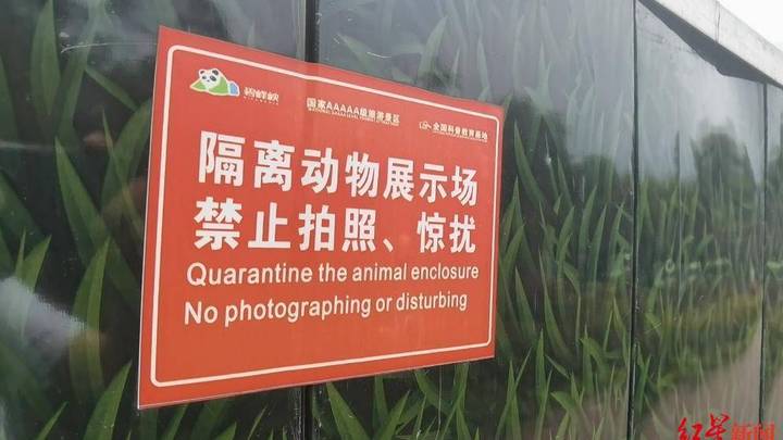 23只小熊猫之死,寄养动物园有责任吗?