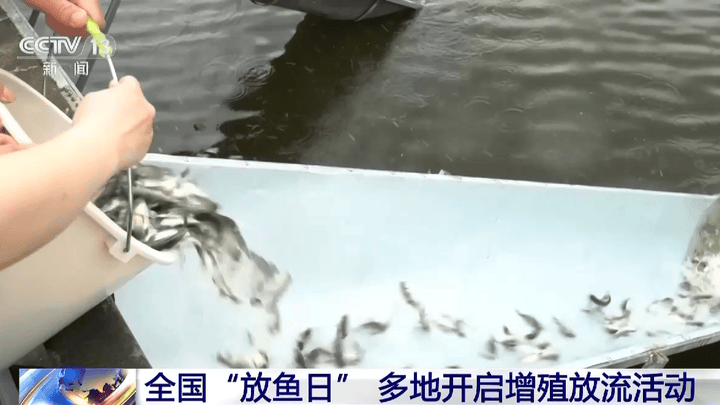 人工培育长江鲟亲本放流,是物种保护最终目标吗?