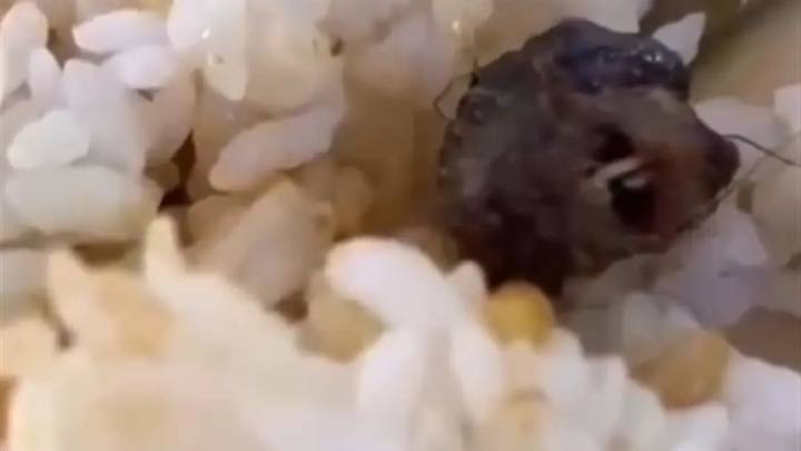 食堂吃出疑似老鼠头的视频,你觉得另有隐情吗?
