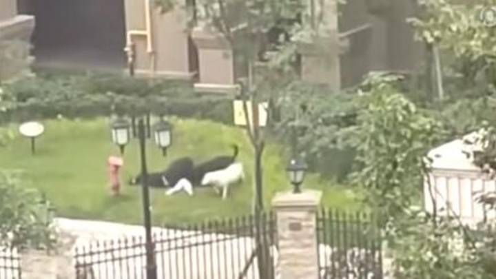 烈犬咬伤女童事件超千名网友申请退款,金额接近5万元,你怎么看?