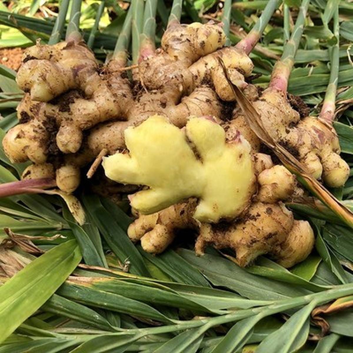 姜中贵族：云南罗平小黄姜