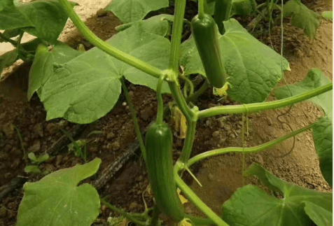 2花期:花前花后喷施有机钛硼钙叶面肥,补充黄瓜生长所需的硼钙元素