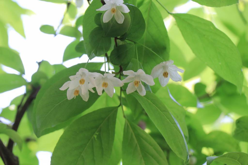 中山植物园珍稀植物秤锤树 朵朵白花娇羞开