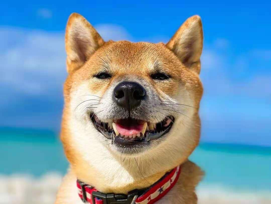 柴犬笑是真的笑吗?柴犬开心所表达的方式是什么?