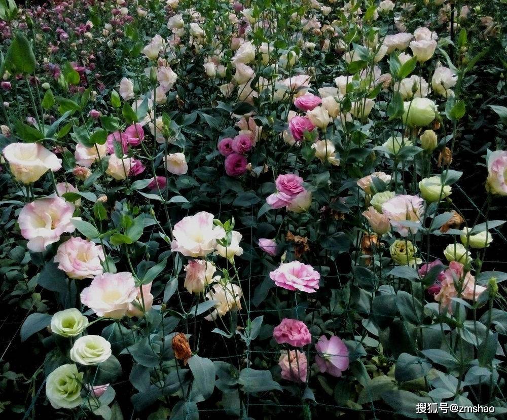 欣赏洋桔梗花