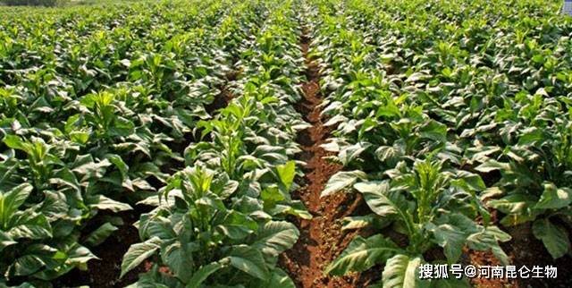 烤烟叶面肥喷什么好?烤烟种植怎么用肥料?