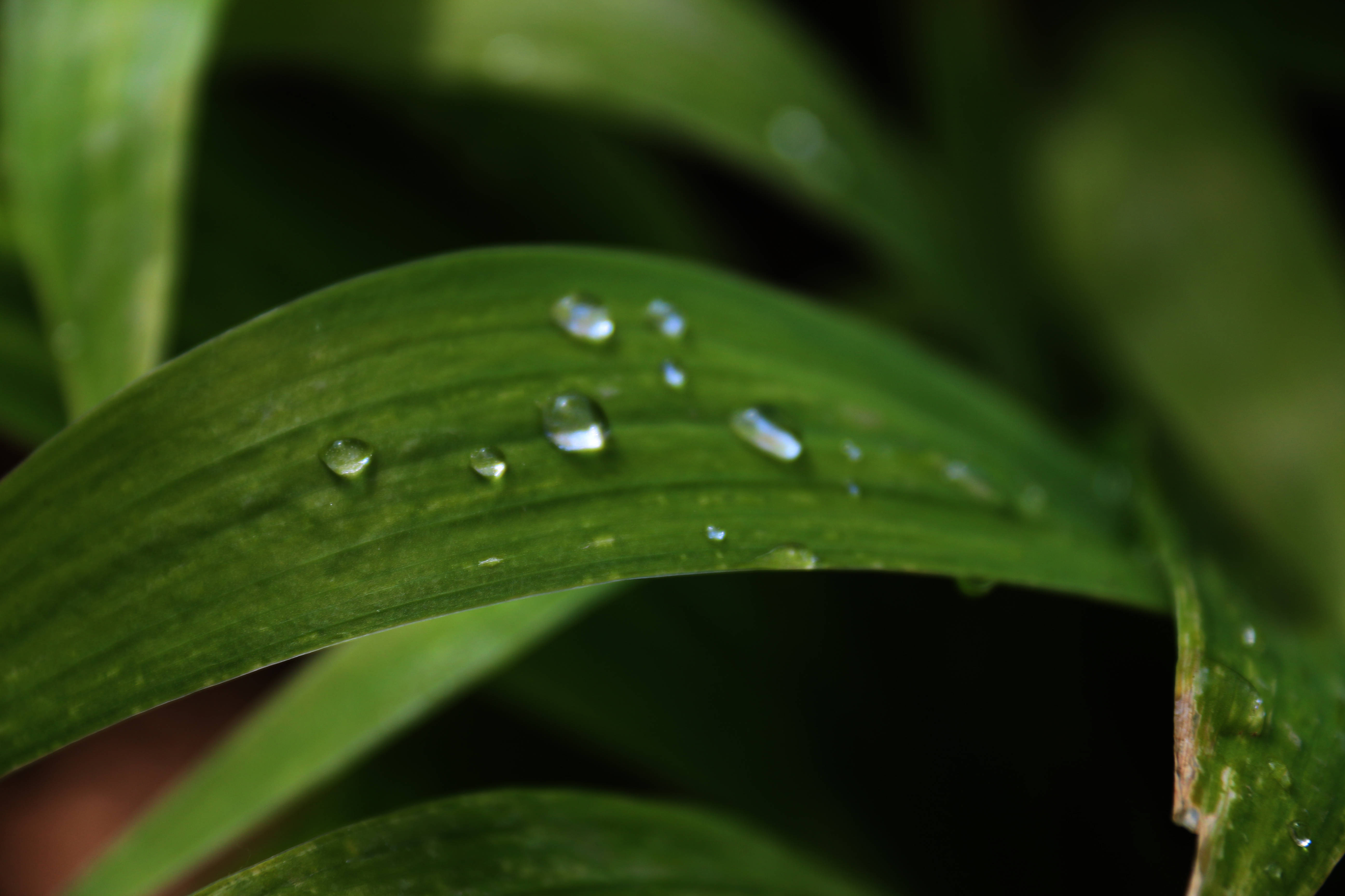 细雨初晴,那些美丽的露珠(大图)-五一创业