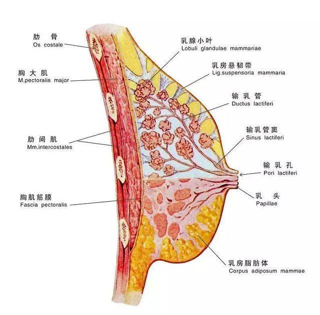乳房的内部结构是怎样的?