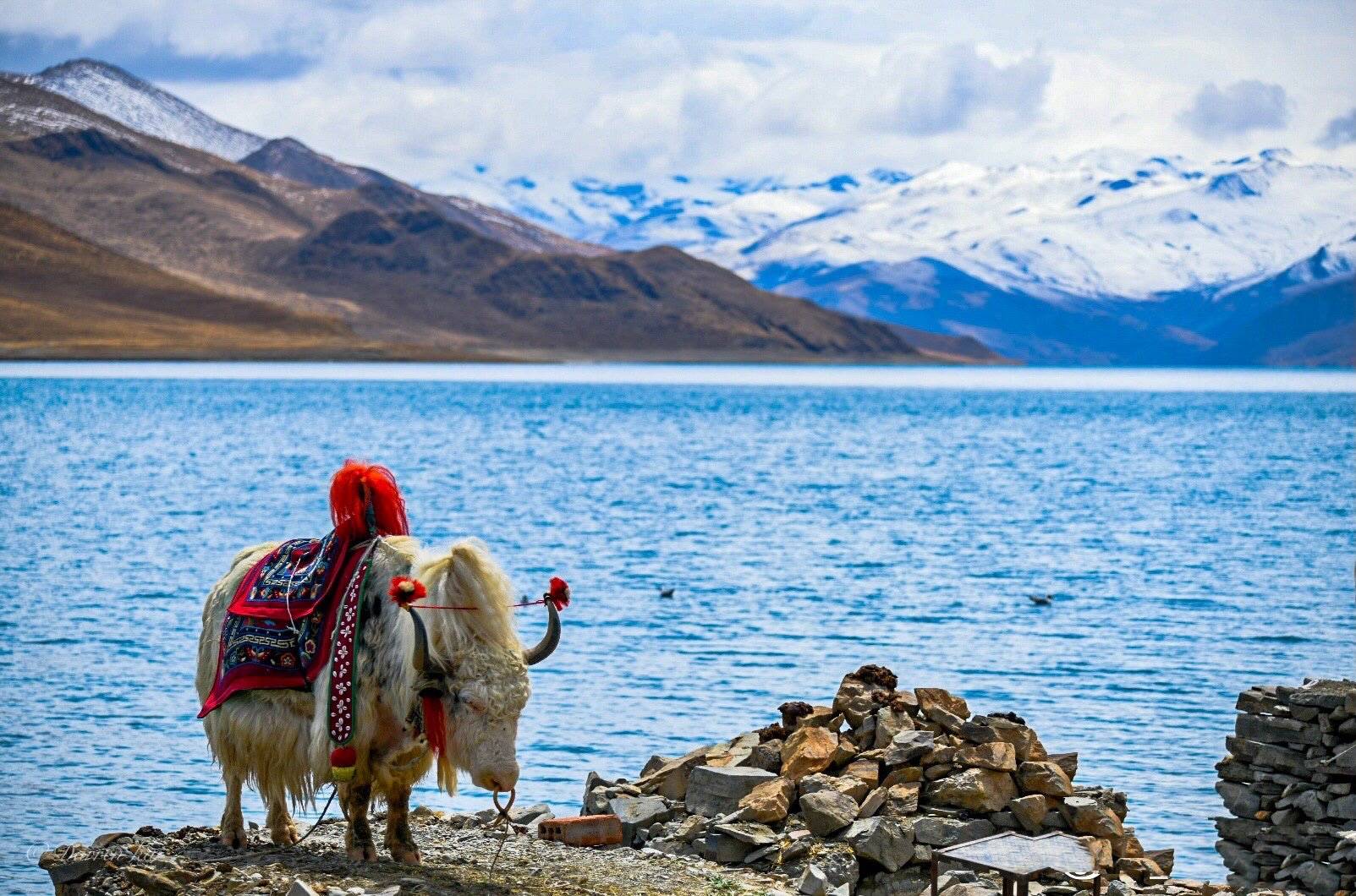西藏旅游|西藏不能错过的景点~羊卓雍措_羊湖
