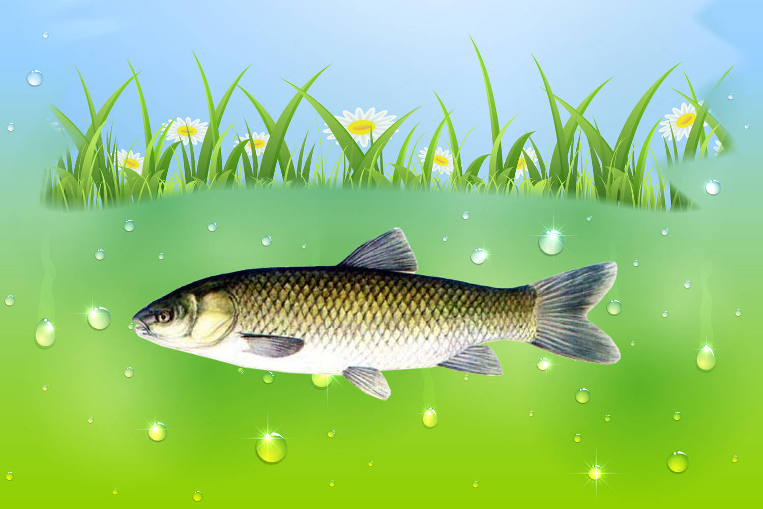 原创草鱼最爱吃什么如何才能钓到大草鱼草鱼的摄食习性和垂钓方法