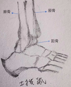上图是脚步踝关节,踝关节由胫骨下端,腓骨下端和距骨组成,而相比较