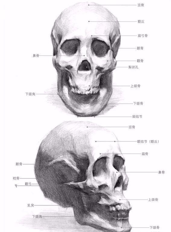 同年美术想画好素描头像这些头骨知识点掌握了吗