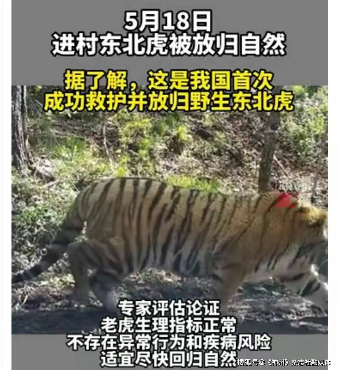 进村东北虎成功自然放归