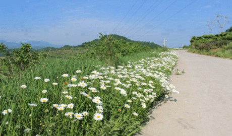 最美在渭滨上川花正艳山深水幽处悄然现芳华