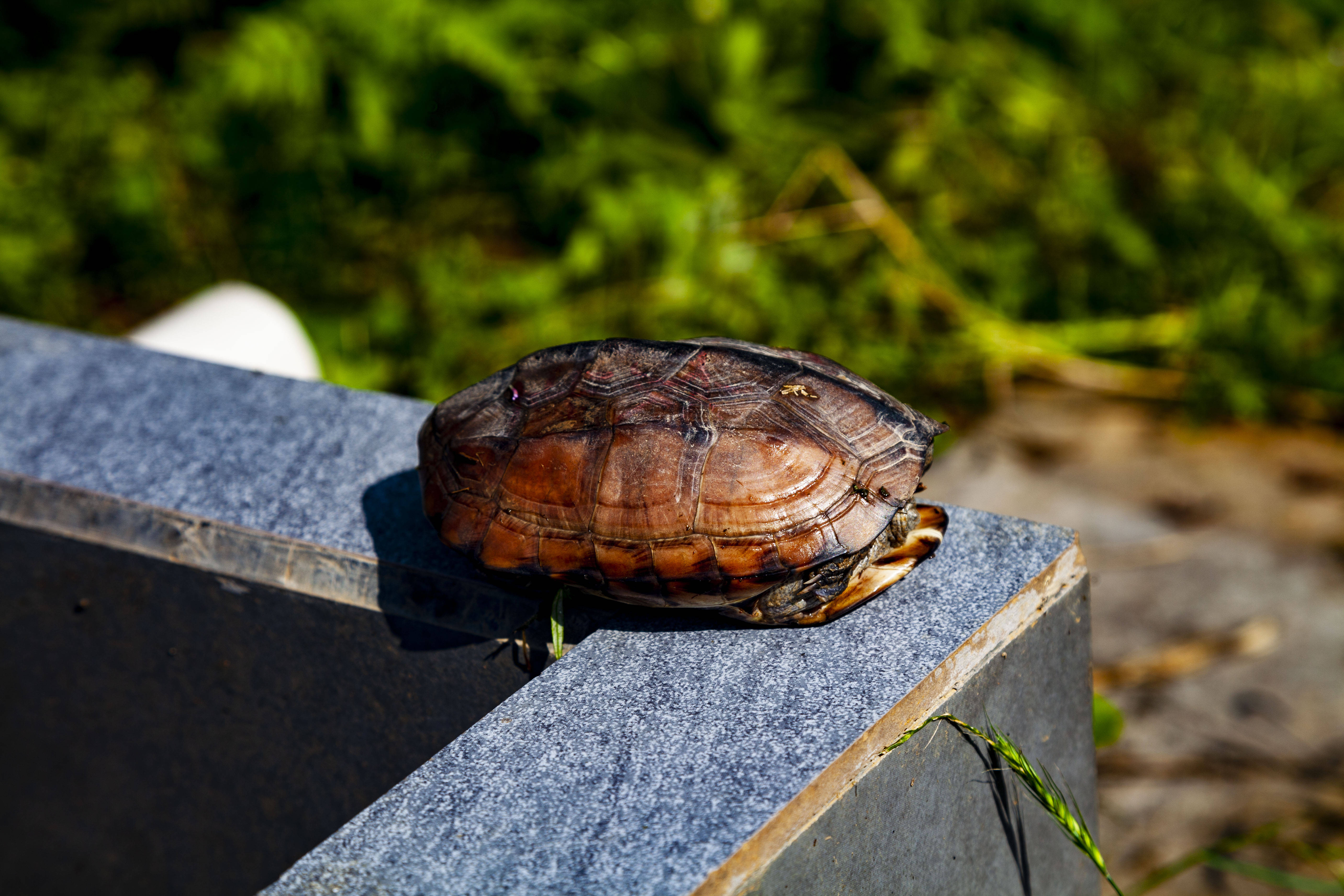 拍照的时候发现一只澧水河爬上来晒太阳的小乌龟